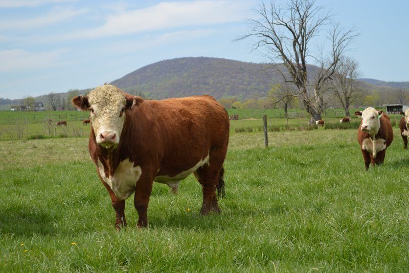 Breeding a Strong Foundation for Hereford Cattle